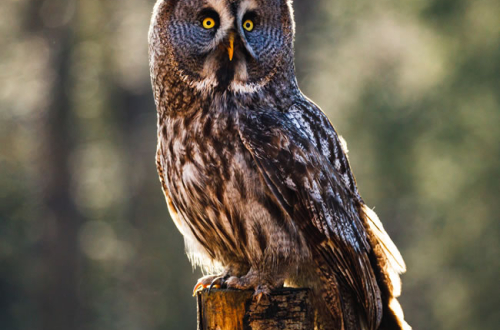Owl Day at Muncaster Castle